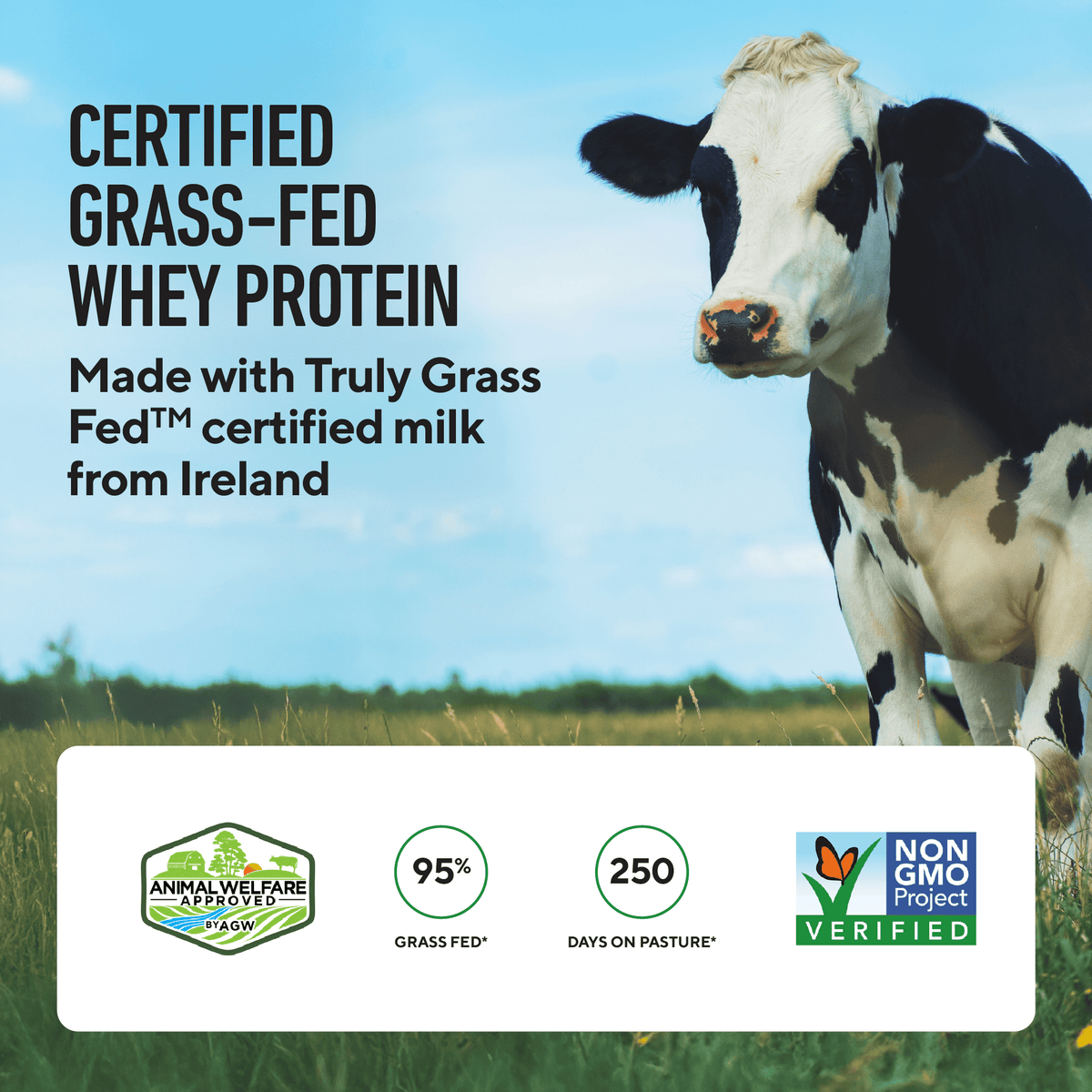Legion Certified Grass Fed Whey & Milk Protein Isolate Powder, 20g of Protein Per Serving, Dutch Chocolate, 14.1 oz