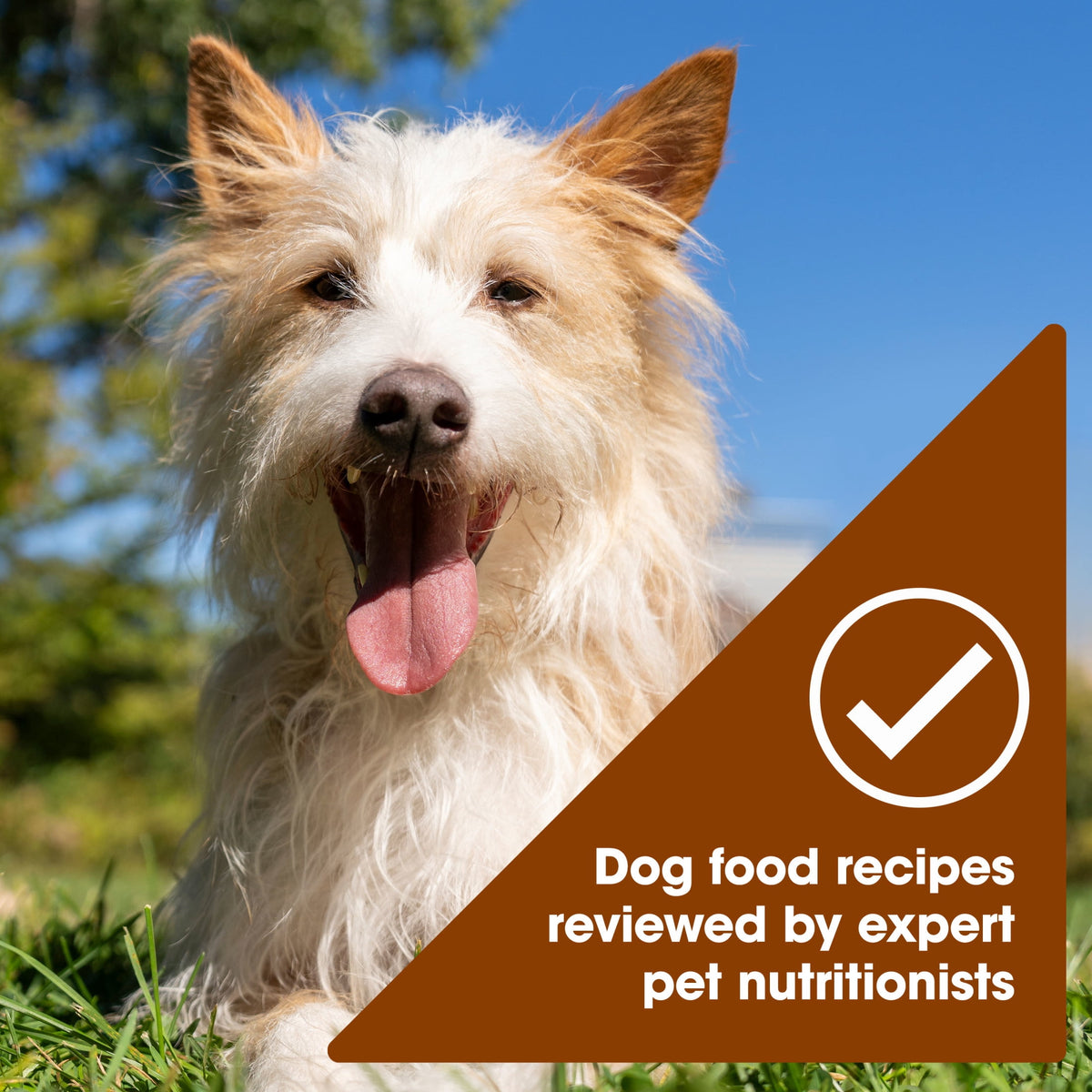 (3 pack) Nature's Recipe Savory Broth Grain Free Wet Dog Food Variety Pack, 2.75 oz Cups (12 Pack)