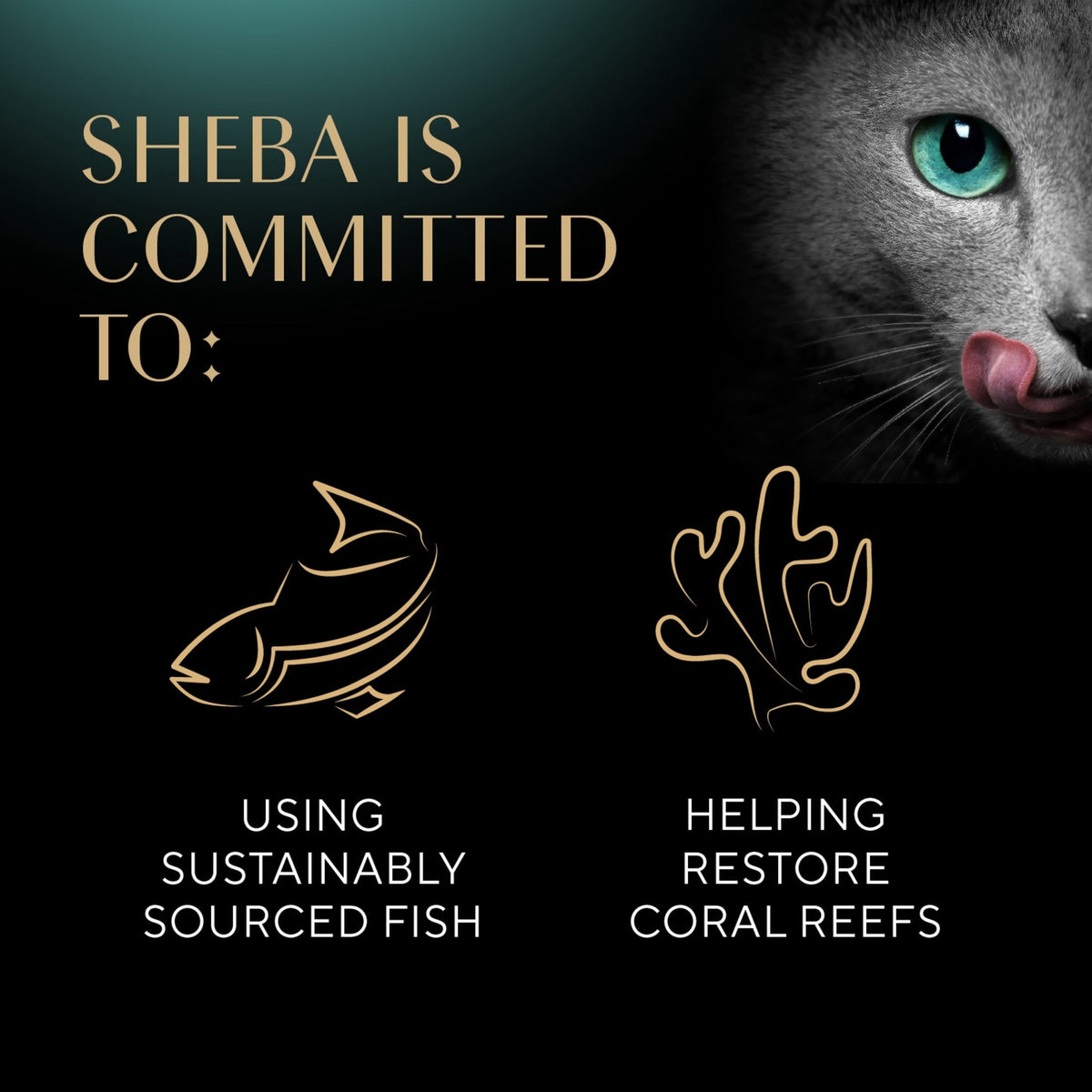 Sheba Perfect Portions Variety Pack Cuts In Gravy Cat Food, 2.6 Oz Twin-Pack Trays (24 Count)