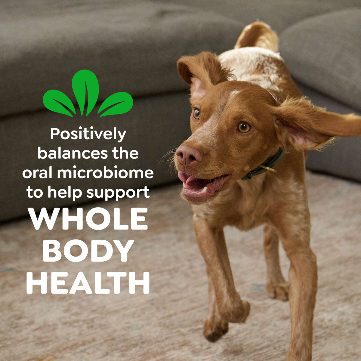 GREENIES Original Flavor Natural Dental Treat Chews for Medium-Sized Adult Dogs, 54 oz. Pack